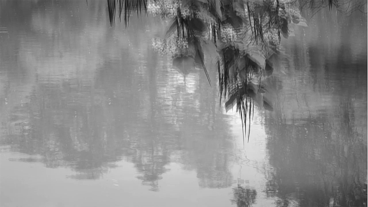 Blossom Catalpa Tree Over Lake in Rain / Arbore catalpa înflorit deasupra unui lac, în ploaie